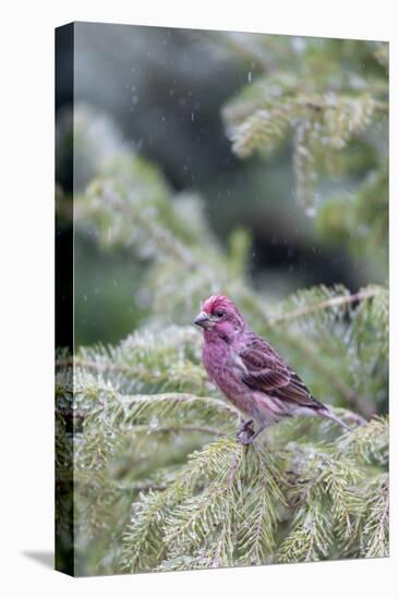 Purple finch male in fir tree in winter, Marion County, Illinois.-Richard & Susan Day-Stretched Canvas