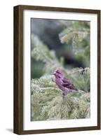 Purple finch male in fir tree in winter, Marion County, Illinois.-Richard & Susan Day-Framed Photographic Print