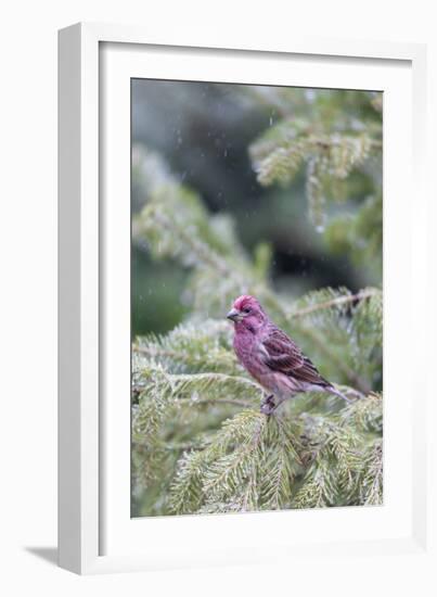 Purple finch male in fir tree in winter, Marion County, Illinois.-Richard & Susan Day-Framed Photographic Print