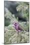 Purple finch male in fir tree in winter, Marion County, Illinois.-Richard & Susan Day-Mounted Photographic Print