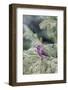 Purple finch male in fir tree in winter, Marion County, Illinois.-Richard & Susan Day-Framed Photographic Print