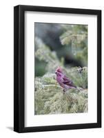 Purple finch male in fir tree in winter, Marion County, Illinois.-Richard & Susan Day-Framed Photographic Print