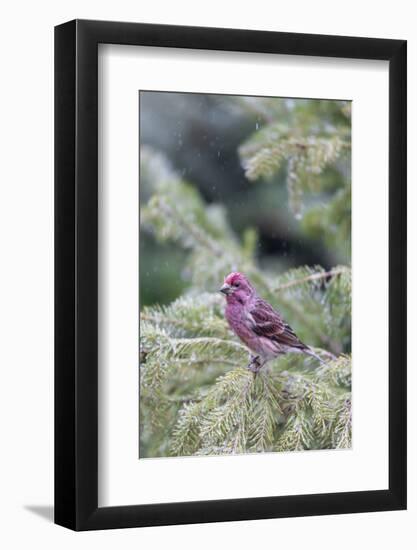Purple finch male in fir tree in winter, Marion County, Illinois.-Richard & Susan Day-Framed Photographic Print