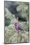 Purple finch male in fir tree in winter, Marion County, Illinois.-Richard & Susan Day-Mounted Photographic Print