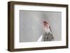 Purple finch male on fence post in snow, Marion County, Illinois.-Richard & Susan Day-Framed Photographic Print