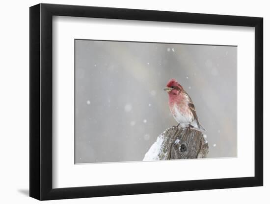 Purple finch male on fence post in snow, Marion County, Illinois.-Richard & Susan Day-Framed Photographic Print