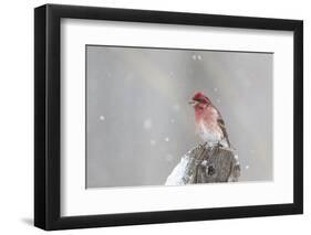 Purple finch male on fence post in snow, Marion County, Illinois.-Richard & Susan Day-Framed Photographic Print