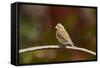 Purple Finch-Gary Carter-Framed Stretched Canvas