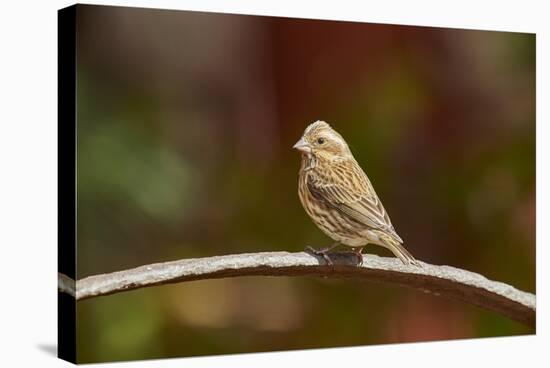 Purple Finch-Gary Carter-Stretched Canvas