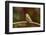 Purple Finch-Gary Carter-Framed Photographic Print