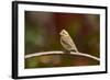 Purple Finch-Gary Carter-Framed Photographic Print