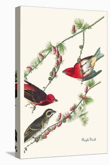 Purple Finch-John James Audubon-Stretched Canvas