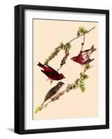 Purple Finches-John James Audubon-Framed Giclee Print