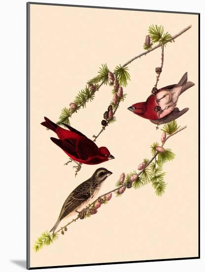 Purple Finches-John James Audubon-Mounted Giclee Print