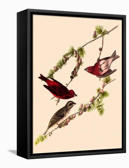 Purple Finches-John James Audubon-Framed Stretched Canvas