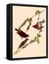 Purple Finches-John James Audubon-Framed Stretched Canvas