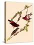 Purple Finches-John James Audubon-Stretched Canvas