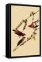 Purple Finches-John James Audubon-Framed Stretched Canvas