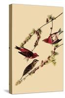 Purple Finches-John James Audubon-Stretched Canvas