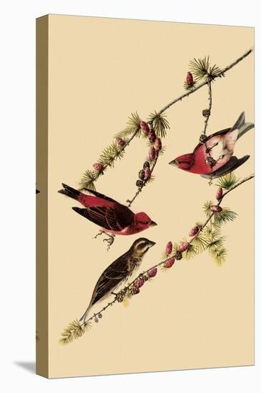 Purple Finches-John James Audubon-Stretched Canvas
