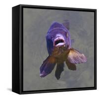 Purple Fish-Toula Mavridou-Messer-Framed Stretched Canvas