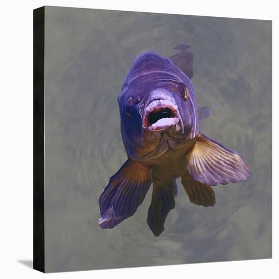 Purple Fish-Toula Mavridou-Messer-Stretched Canvas