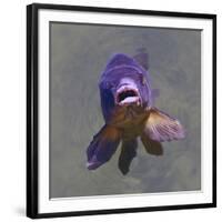 Purple Fish-Toula Mavridou-Messer-Framed Photographic Print