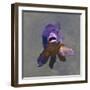 Purple Fish-Toula Mavridou-Messer-Framed Photographic Print