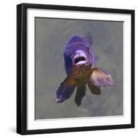 Purple Fish-Toula Mavridou-Messer-Framed Photographic Print