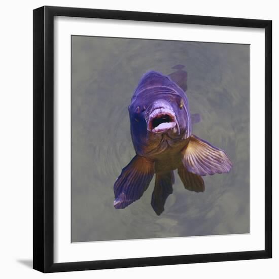 Purple Fish-Toula Mavridou-Messer-Framed Photographic Print