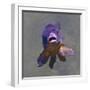 Purple Fish-Toula Mavridou-Messer-Framed Photographic Print