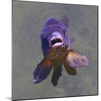 Purple Fish-Toula Mavridou-Messer-Mounted Photographic Print