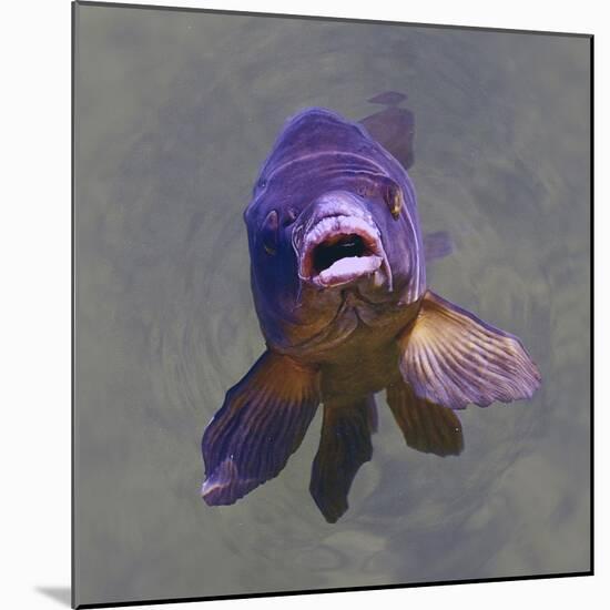 Purple Fish-Toula Mavridou-Messer-Mounted Photographic Print