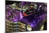 Purple Flamer I-Alan Hausenflock-Mounted Photographic Print