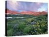 Purple Fleabane and Yellow Wildflowers, Mt. Timpanogos Wilderness Area, Sundance, Utah-Howie Garber-Stretched Canvas