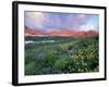 Purple Fleabane and Yellow Wildflowers, Mt. Timpanogos Wilderness Area, Sundance, Utah-Howie Garber-Framed Photographic Print