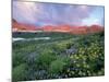 Purple Fleabane and Yellow Wildflowers, Mt. Timpanogos Wilderness Area, Sundance, Utah-Howie Garber-Mounted Photographic Print