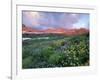 Purple Fleabane and Yellow Wildflowers, Mt. Timpanogos Wilderness Area, Sundance, Utah-Howie Garber-Framed Photographic Print