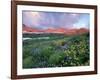 Purple Fleabane and Yellow Wildflowers, Mt. Timpanogos Wilderness Area, Sundance, Utah-Howie Garber-Framed Photographic Print