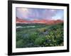 Purple Fleabane and Yellow Wildflowers, Mt. Timpanogos Wilderness Area, Sundance, Utah-Howie Garber-Framed Photographic Print