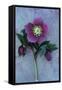 Purple Flower And Two Flowerbuds of Lenten Rose-Den Reader-Framed Stretched Canvas