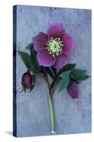 Purple Flower And Two Flowerbuds of Lenten Rose-Den Reader-Stretched Canvas