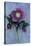 Purple Flower And Two Flowerbuds of Lenten Rose-Den Reader-Stretched Canvas