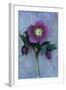 Purple Flower And Two Flowerbuds of Lenten Rose-Den Reader-Framed Photographic Print