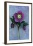 Purple Flower And Two Flowerbuds of Lenten Rose-Den Reader-Framed Photographic Print