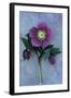 Purple Flower And Two Flowerbuds of Lenten Rose-Den Reader-Framed Photographic Print