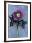 Purple Flower And Two Flowerbuds of Lenten Rose-Den Reader-Framed Photographic Print