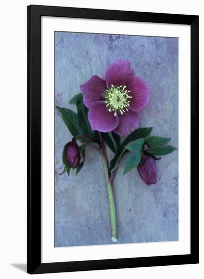 Purple Flower And Two Flowerbuds of Lenten Rose-Den Reader-Framed Photographic Print