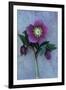 Purple Flower And Two Flowerbuds of Lenten Rose-Den Reader-Framed Photographic Print