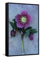Purple Flower And Two Flowerbuds of Lenten Rose-Den Reader-Framed Stretched Canvas
